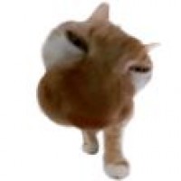 猫头后院的一块儿地