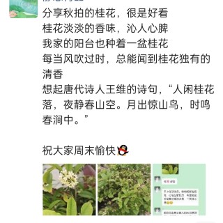 胡楚琪2023年的早安朋友圈合集img_20250228_094859.jpg