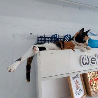 公司的小猫们mmexport1748171124230.jpg