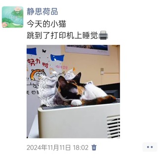 公司的小猫们img_20250306_102727.jpg
