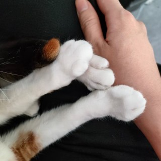 公司的小猫们mmexport1743675353409.jpg