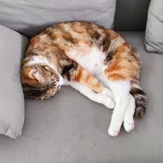 公司的小猫们mmexport1744277949121.jpg