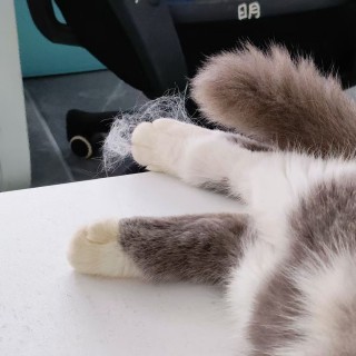 公司的小猫们mmexport1747304008696.jpg
