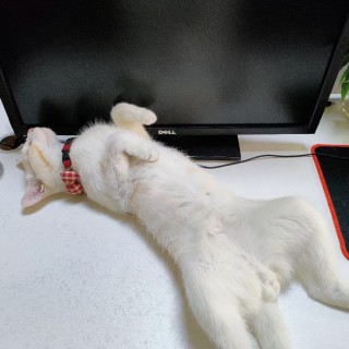 公司的小猫们mmexport1741227897808.jpg