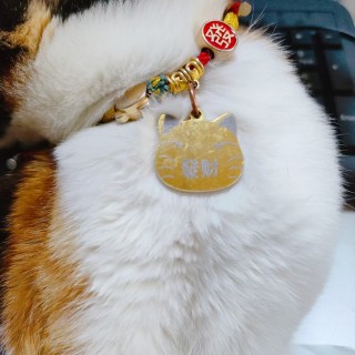 公司的小猫们mmexport1741165802086.jpg