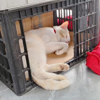 公司的小猫们mmexport1744619762219.jpg
