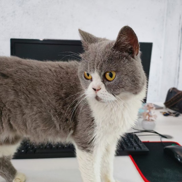 公司的小猫们mmexport1747303785671.jpg