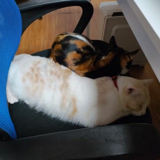 公司的小猫们mmexport1741230250661.jpg