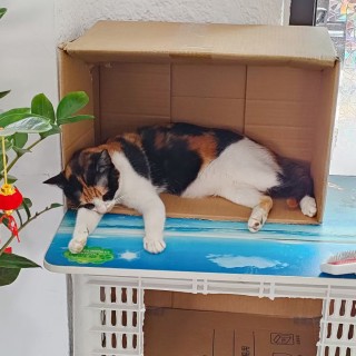 公司的小猫们mmexport1744882240807.jpg