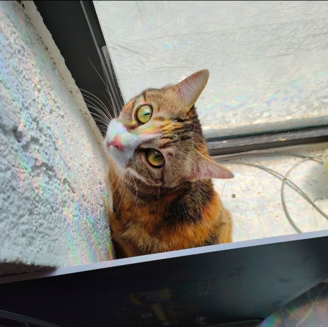 公司的小猫们img_20250401_192158.jpg