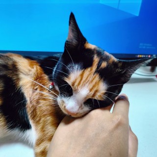 公司的小猫们mmexport1741225651114.jpg