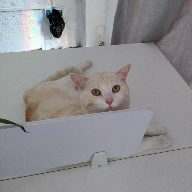 公司的小猫们mmexport1742894961886.jpg