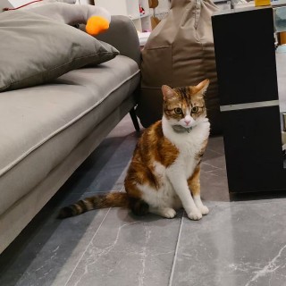 公司的小猫们mmexport1745400857190.jpg