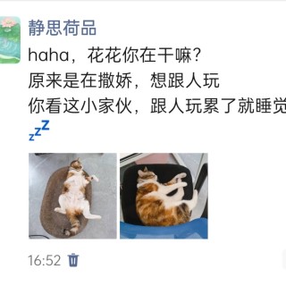 公司的小猫们img_20250424_170749.jpg