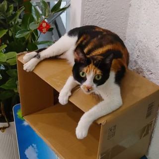 公司的小猫们mmexport1745400871533.jpg