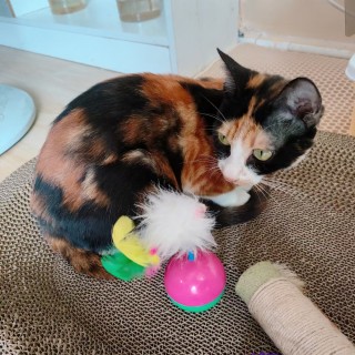 公司的小猫们mmexport1741165806473.jpg