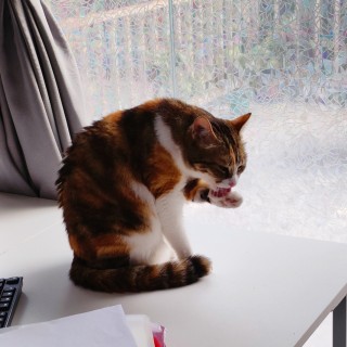 公司的小猫们img_20250327_181207.jpg