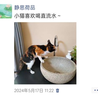 公司的小猫们img_20250305_164846.jpg