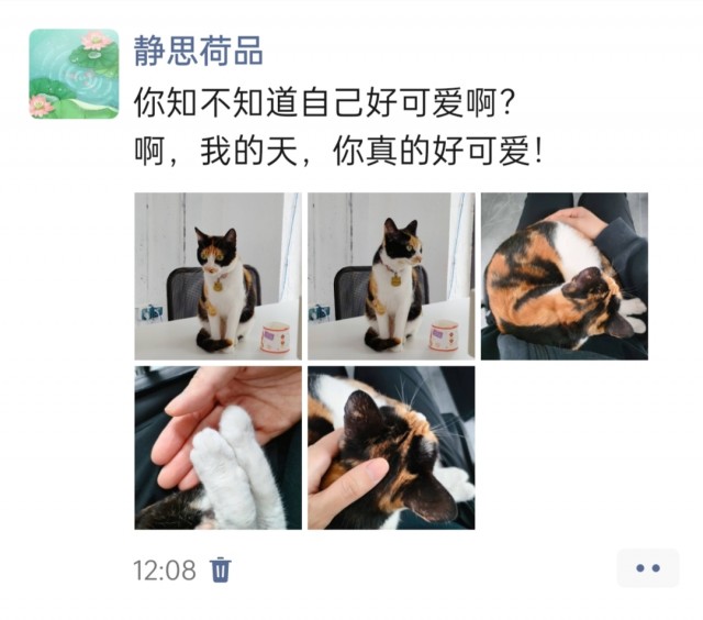 公司的小猫们img_20250427_131701.jpg
