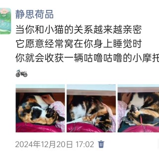 公司的小猫们img_20250306_112430.jpg