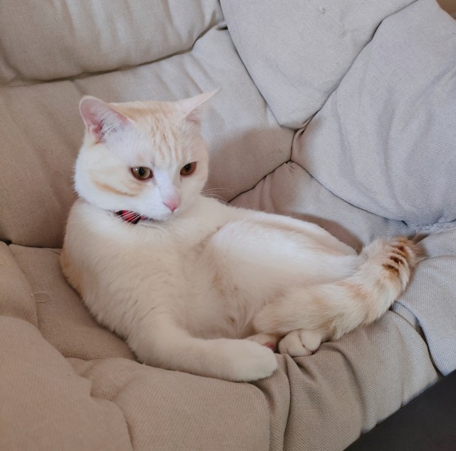 公司的小猫们img_20250307_144544.jpg