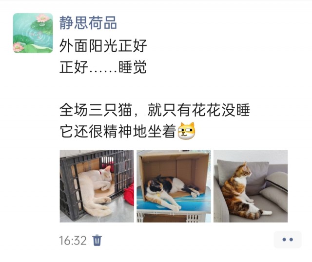 公司的小猫们img_20250414_164016.jpg