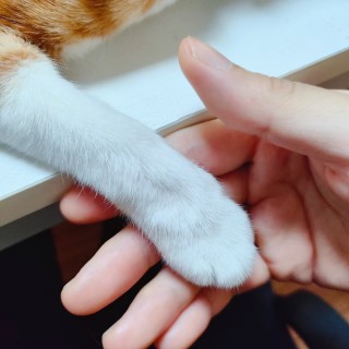 公司的小猫们mmexport1741169879608.jpg