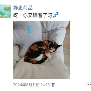 公司的小猫们img_20250305_165123.jpg