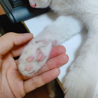 公司的小猫们mmexport1741167149548.jpg
