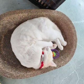 公司的小猫们mmexport1747303903892.jpg