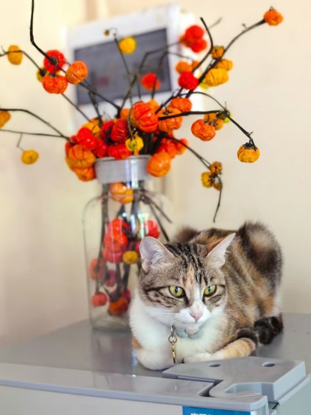 公司的小猫们mmexport1741227797500.jpg