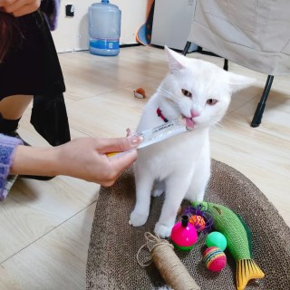 公司的小猫们mmexport1741242448148.jpg