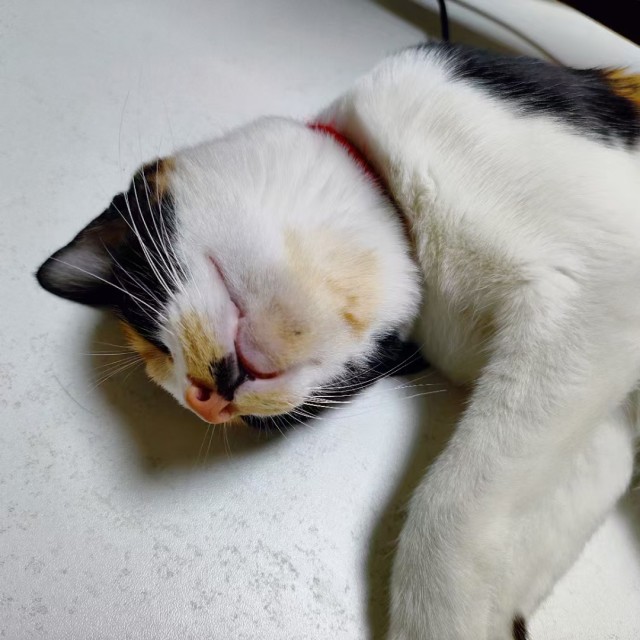 公司的小猫们mmexport1741167982087.jpg