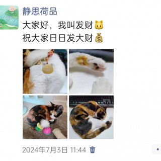 公司的小猫们img_20250305_170937.jpg