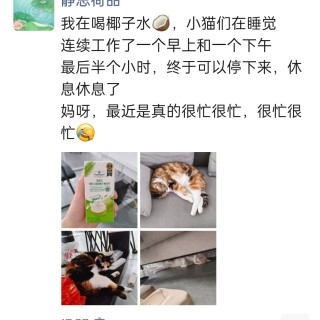 公司的小猫们img_20250410_174349.jpg