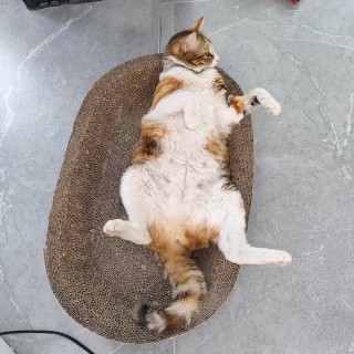公司的小猫们mmexport1745485337233.jpg