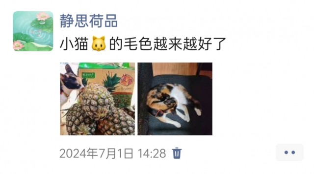 公司的小猫们img_20250305_170910.jpg