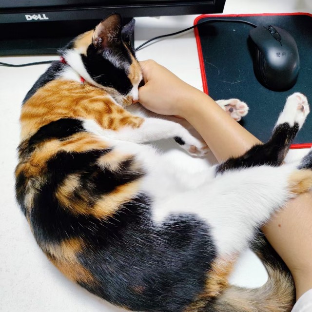 公司的小猫们mmexport1741225855397.jpg