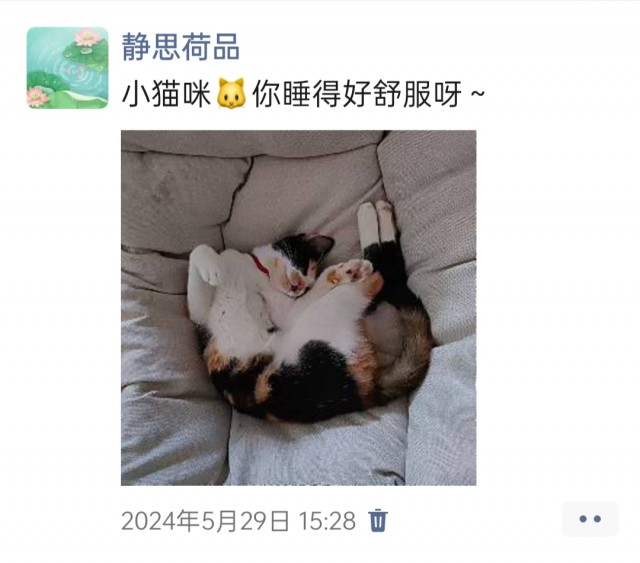 公司的小猫们img_20250305_165055.jpg
