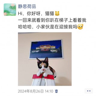 公司的小猫们img_20250305_173137.jpg