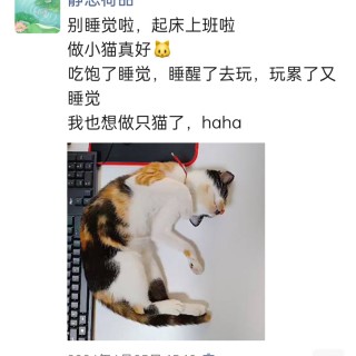 公司的小猫们img_20250305_170753.jpg