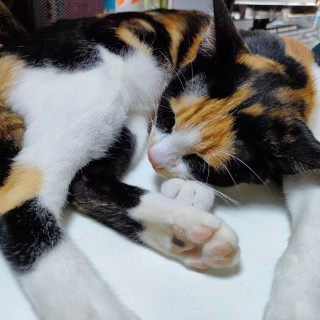 公司的小猫们mmexport1741166232132.jpg