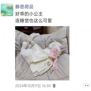 公司的小猫们img_20250305_174505.jpg