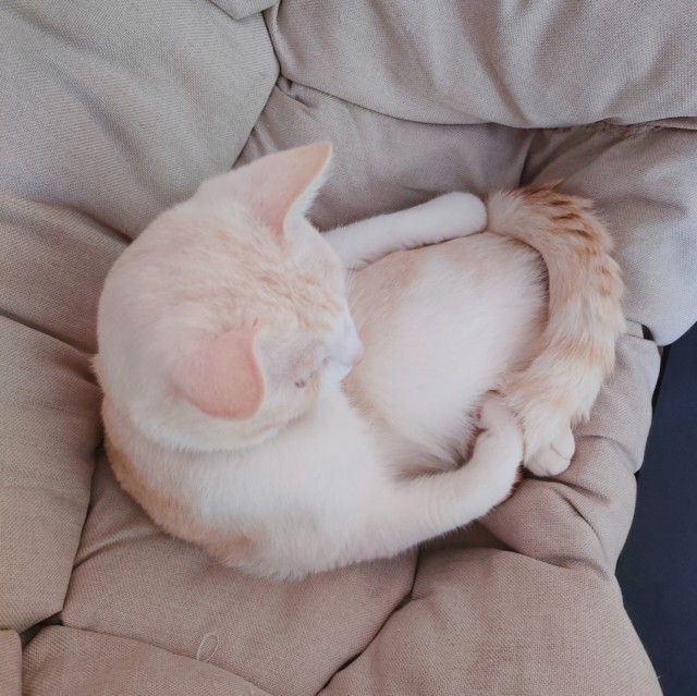 公司的小猫们img_20250307_144558.jpg