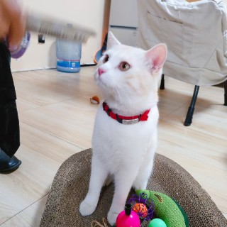 公司的小猫们mmexport1741242445828.jpg