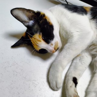 公司的小猫们mmexport1741167986708.jpg