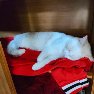公司的小猫们mmexport1741231391208.jpg