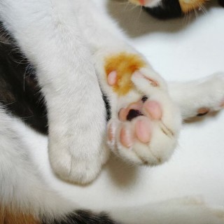 公司的小猫们mmexport1741167431227.jpg