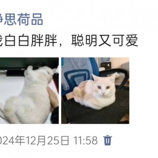公司的小猫们img_20250306_113807.jpg