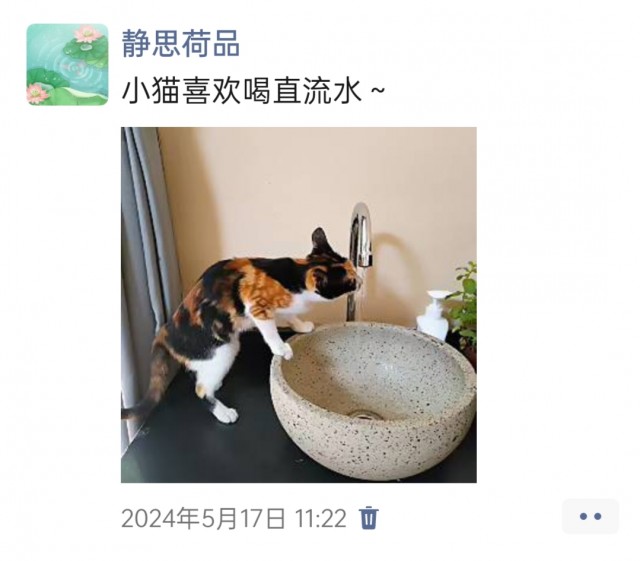 公司的小猫们img_20250305_164846.jpg
